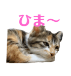 ★りんりん★スタンプ（個別スタンプ：4）