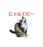 ★りんりん★スタンプ（個別スタンプ：7）