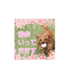 3ダックスのスタンプ（個別スタンプ：1）