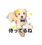 マルチーのもちまる（個別スタンプ：8）