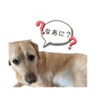 ゆめでーす（個別スタンプ：3）