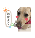 ゆめでーす（個別スタンプ：4）