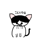 ゆるねこくーちゃん1（個別スタンプ：1）