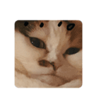 まる先輩からのお言葉（個別スタンプ：1）