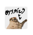 まる先輩からのお言葉（個別スタンプ：5）