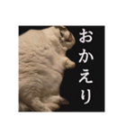 まる先輩からのお言葉（個別スタンプ：8）