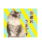 インパクト顔のペルシャ猫スタンプ（個別スタンプ：1）
