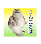 インパクト顔のペルシャ猫スタンプ（個別スタンプ：3）