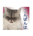 インパクト顔のペルシャ猫スタンプ（個別スタンプ：4）