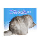 インパクト顔のペルシャ猫スタンプ（個別スタンプ：6）