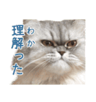 インパクト顔のペルシャ猫スタンプ（個別スタンプ：9）