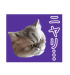 インパクト顔のペルシャ猫スタンプ（個別スタンプ：10）