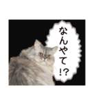 インパクト顔のペルシャ猫スタンプ（個別スタンプ：11）