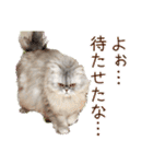 インパクト顔のペルシャ猫スタンプ（個別スタンプ：12）