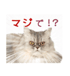 インパクト顔のペルシャ猫スタンプ（個別スタンプ：13）