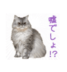 インパクト顔のペルシャ猫スタンプ（個別スタンプ：14）