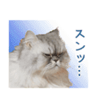 インパクト顔のペルシャ猫スタンプ（個別スタンプ：15）