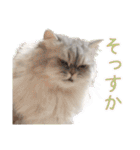 インパクト顔のペルシャ猫スタンプ（個別スタンプ：16）