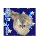インパクト顔のペルシャ猫スタンプ（個別スタンプ：17）
