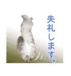 インパクト顔のペルシャ猫スタンプ（個別スタンプ：18）