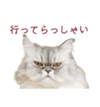 インパクト顔のペルシャ猫スタンプ（個別スタンプ：19）