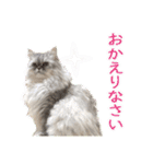 インパクト顔のペルシャ猫スタンプ（個別スタンプ：20）