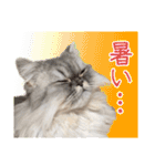 インパクト顔のペルシャ猫スタンプ（個別スタンプ：21）