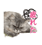 インパクト顔のペルシャ猫スタンプ（個別スタンプ：23）
