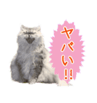 インパクト顔のペルシャ猫スタンプ（個別スタンプ：26）