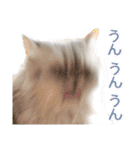 インパクト顔のペルシャ猫スタンプ（個別スタンプ：27）