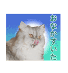 インパクト顔のペルシャ猫スタンプ（個別スタンプ：28）