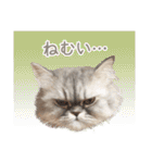 インパクト顔のペルシャ猫スタンプ（個別スタンプ：29）