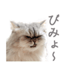 インパクト顔のペルシャ猫スタンプ（個別スタンプ：31）