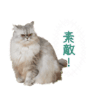 インパクト顔のペルシャ猫スタンプ（個別スタンプ：33）