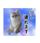 インパクト顔のペルシャ猫スタンプ（個別スタンプ：34）