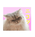 インパクト顔のペルシャ猫スタンプ（個別スタンプ：35）