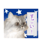 インパクト顔のペルシャ猫スタンプ（個別スタンプ：36）