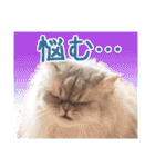 インパクト顔のペルシャ猫スタンプ（個別スタンプ：37）