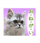 インパクト顔のペルシャ猫スタンプ（個別スタンプ：38）