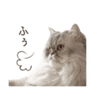 インパクト顔のペルシャ猫スタンプ（個別スタンプ：39）