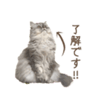 インパクト顔のペルシャ猫スタンプ（個別スタンプ：40）