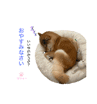 リリィーの日常①（個別スタンプ：5）