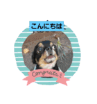 fukatani13（個別スタンプ：2）