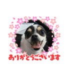 fukatani13（個別スタンプ：12）
