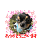 fukatani13（個別スタンプ：19）