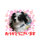 fukatani13（個別スタンプ：37）