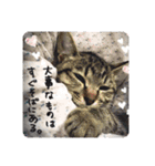 ちょこ＆モモ＆みーちゃん（個別スタンプ：6）