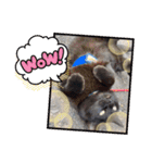 ちょこ＆モモ＆みーちゃん（個別スタンプ：14）