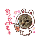 ちょこ＆モモ＆みーちゃん（個別スタンプ：15）