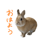 うさぎのこたろうスタンプ（個別スタンプ：1）